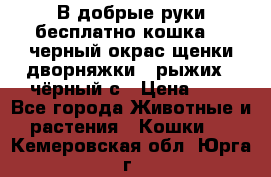 В добрые руки бесплатно,кошка,2.5черный окрас,щенки дворняжки,3 рыжих 1 чёрный,с › Цена ­ - - Все города Животные и растения » Кошки   . Кемеровская обл.,Юрга г.